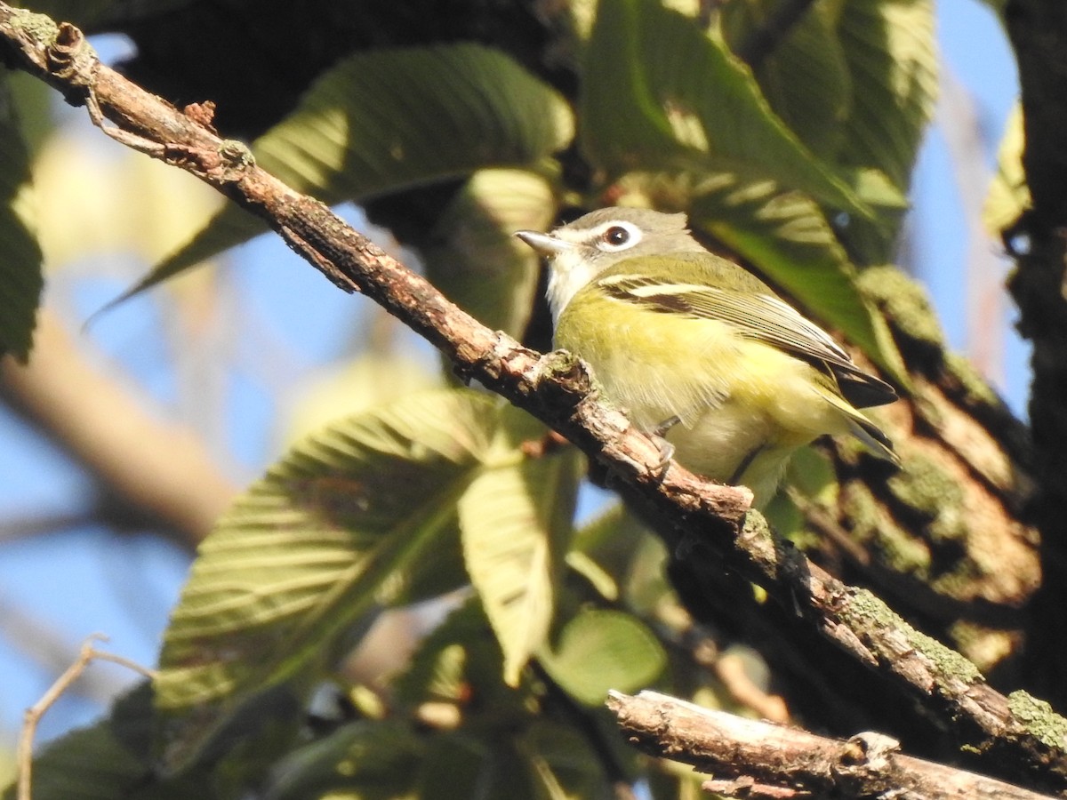 eremittvireo - ML642412168