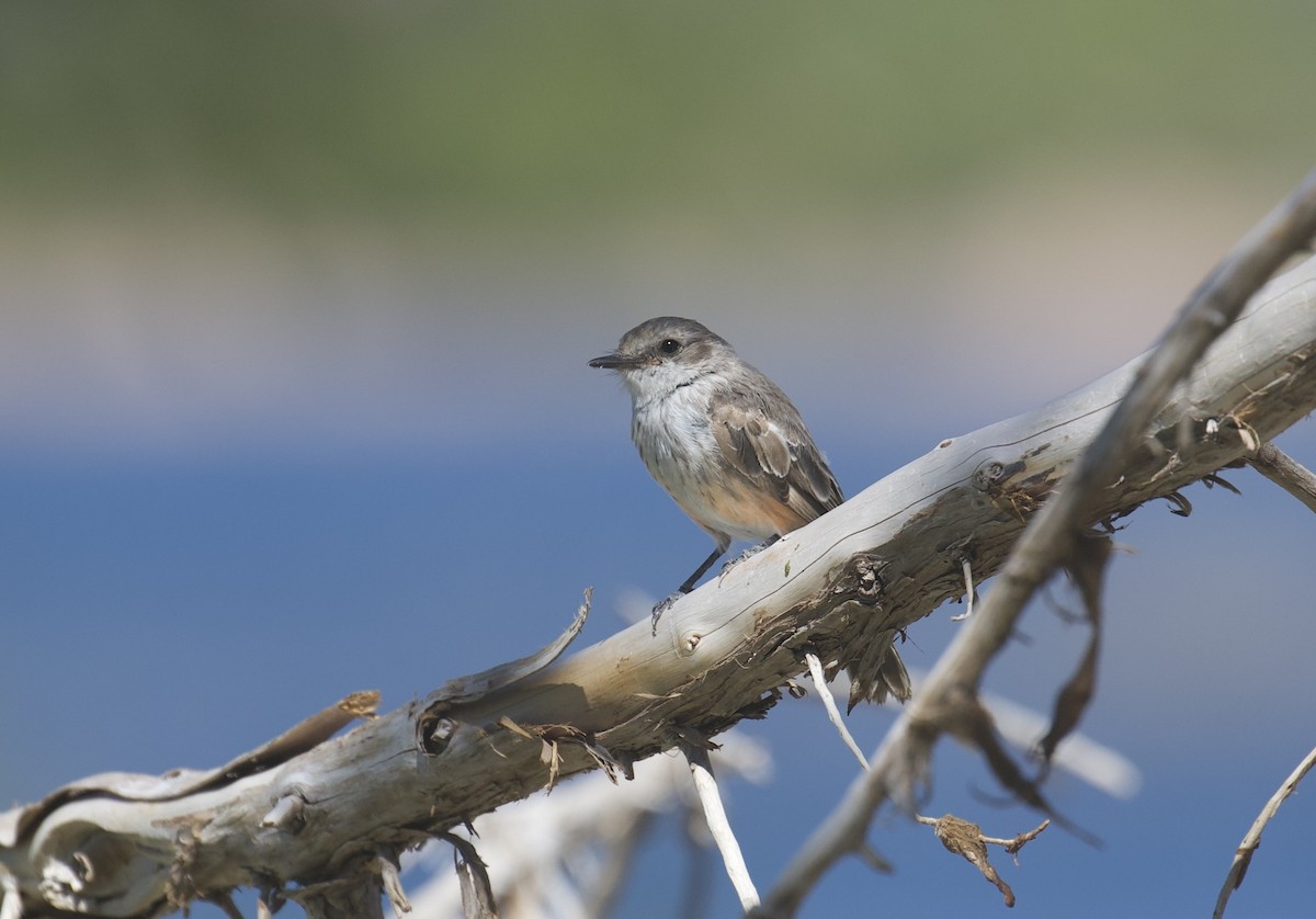 Vermilion Flycatcher - ML642412203