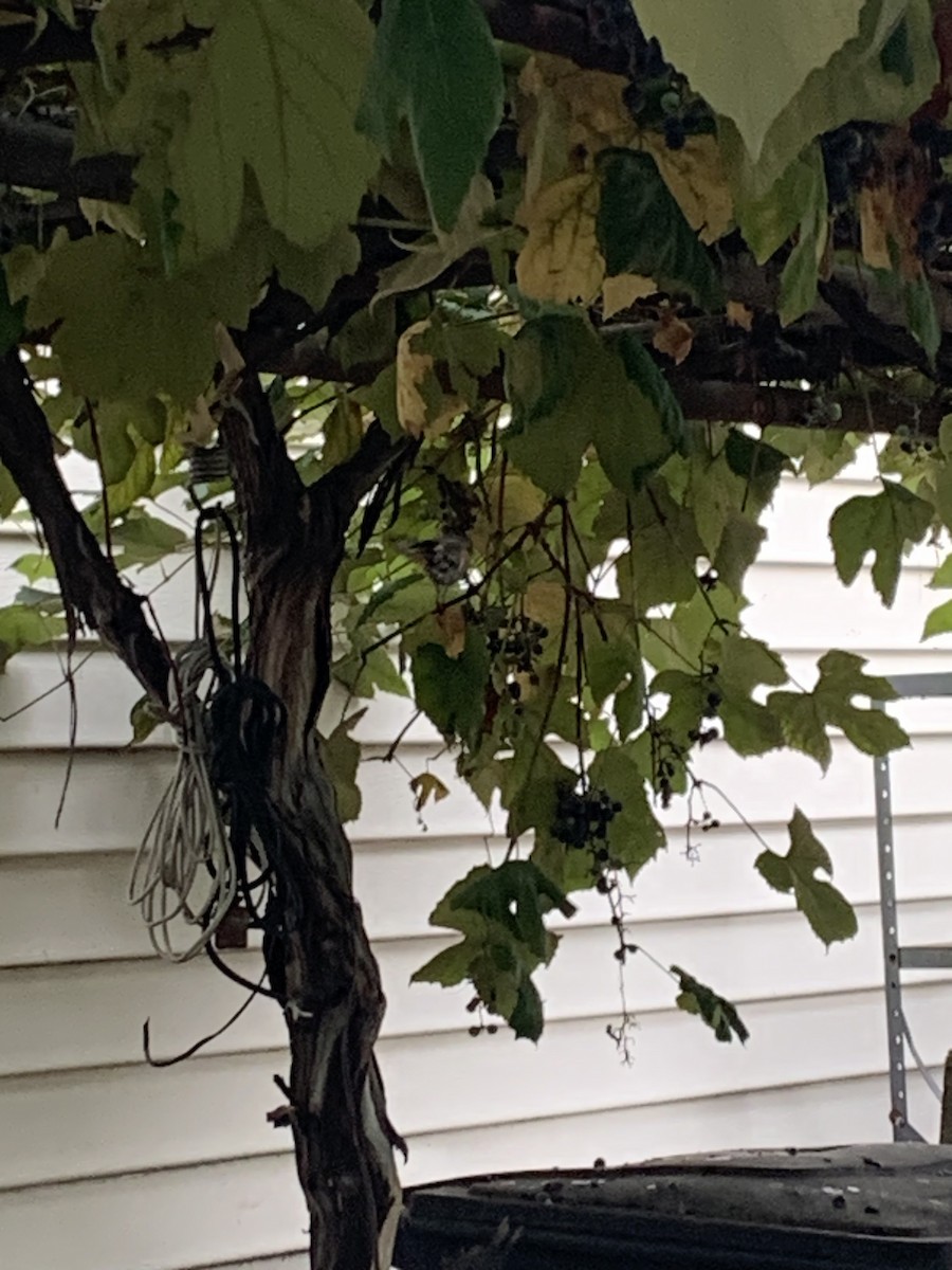 American Robin - ML642412282