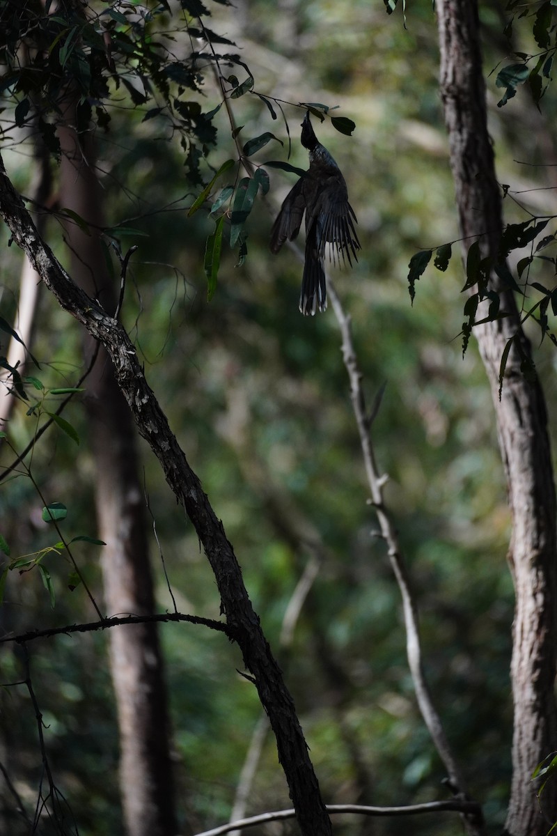 Noisy Friarbird - ML642412307