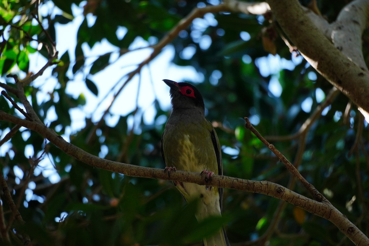 Australasian Figbird - ML642412331
