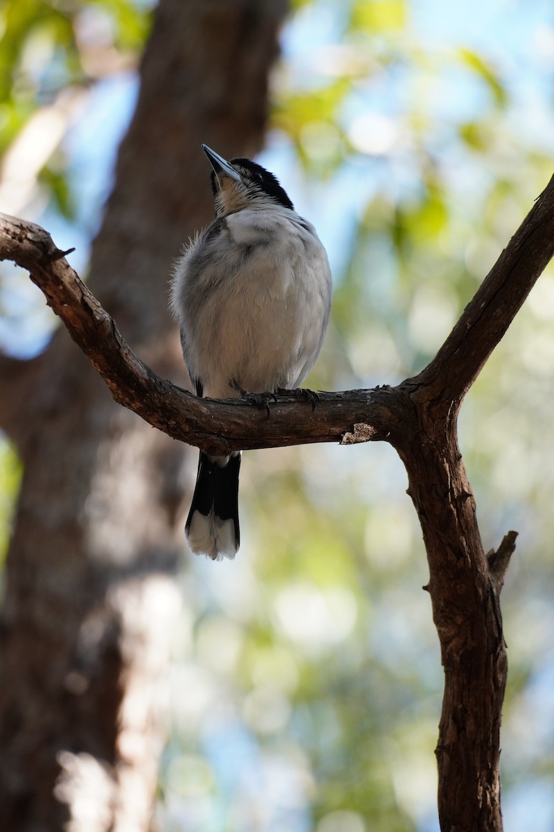 Gray Butcherbird - ML642412335
