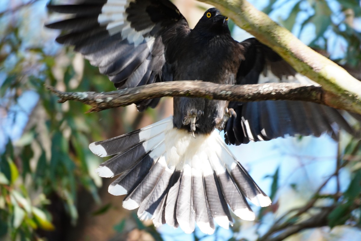 Pied Currawong - ML642412339