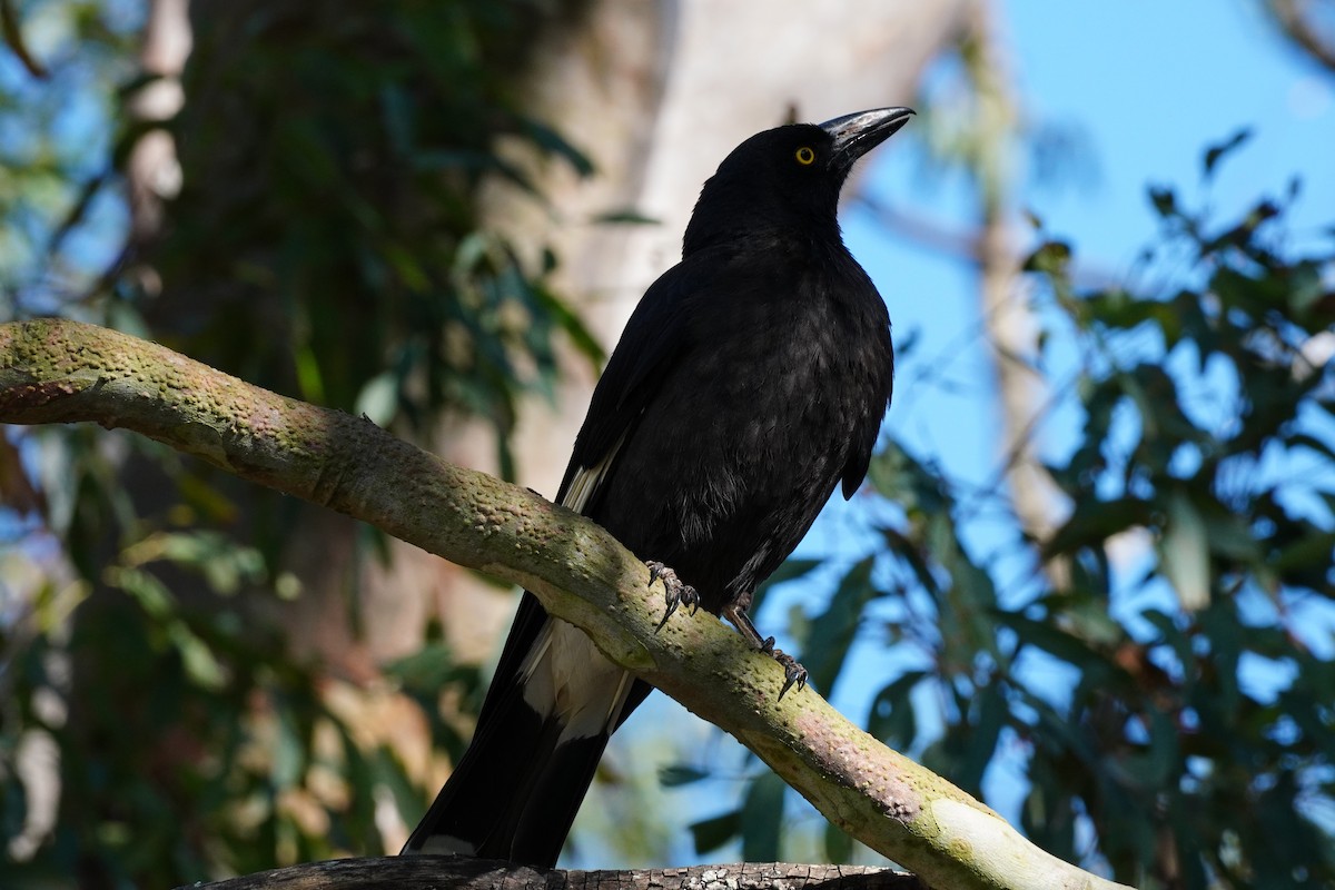 Pied Currawong - ML642412340