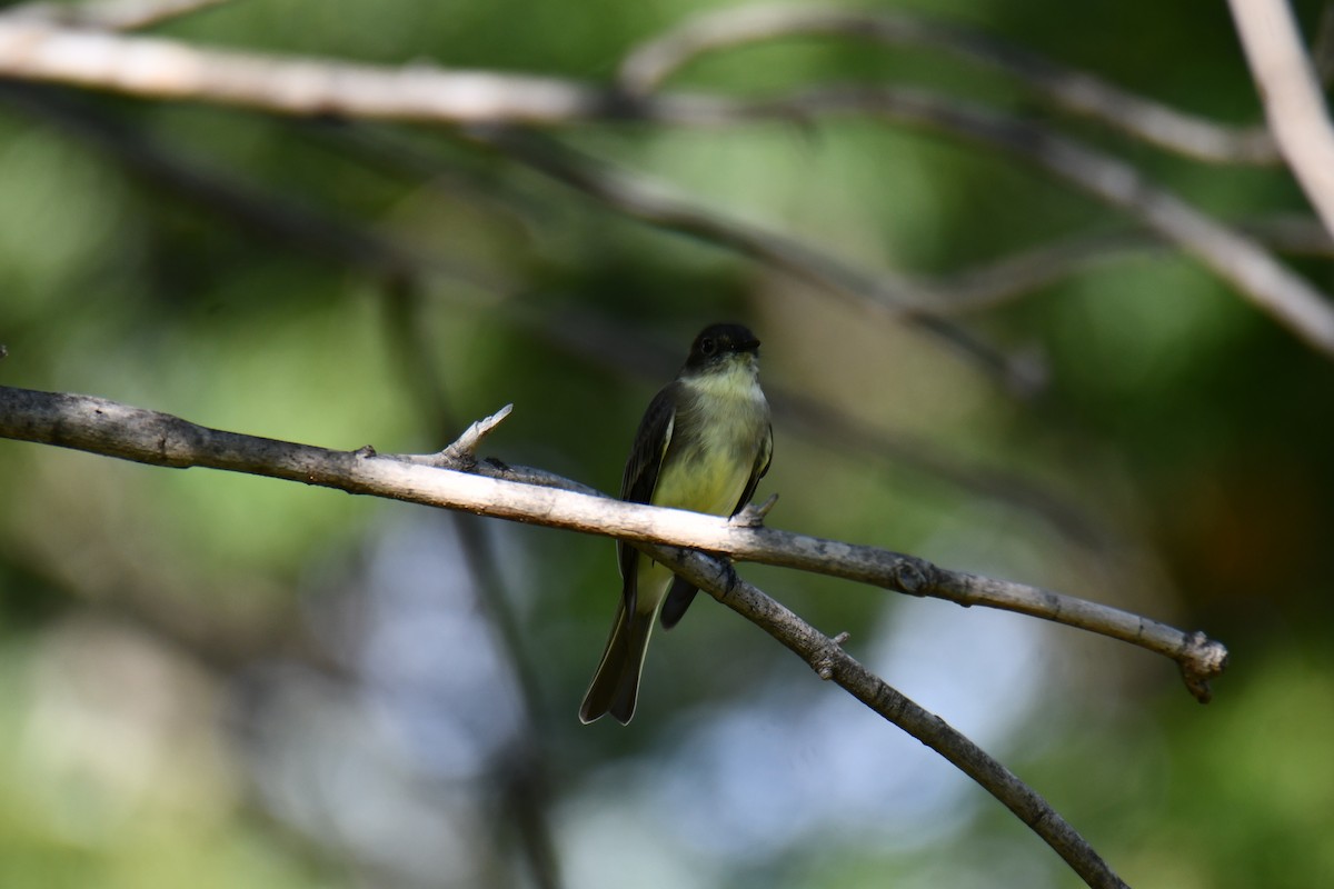 Eastern Phoebe - ML642412348