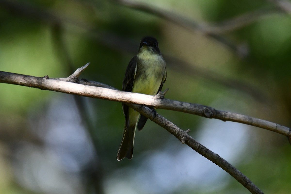 Eastern Phoebe - ML642412350