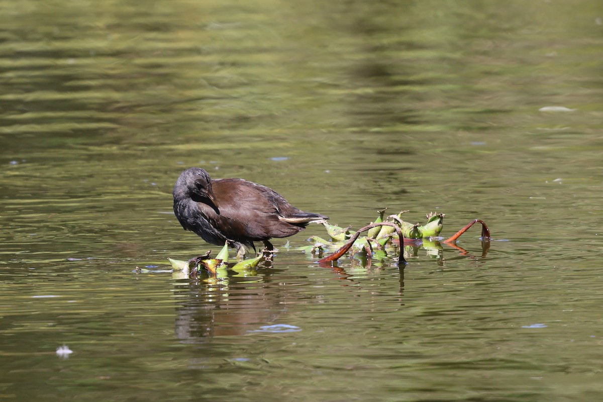 Eurasian Moorhen - ML642412354