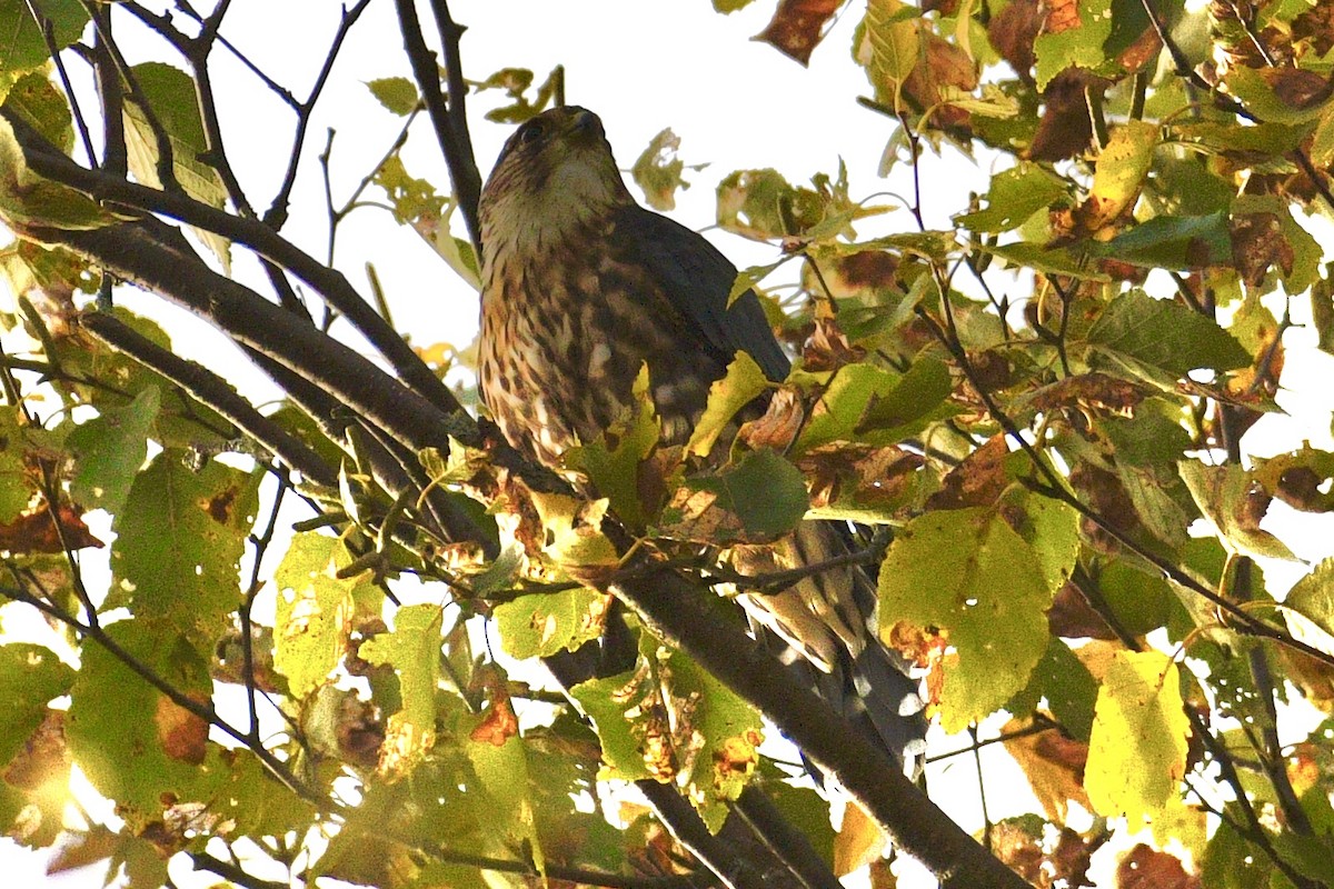 Merlin - ML642412355