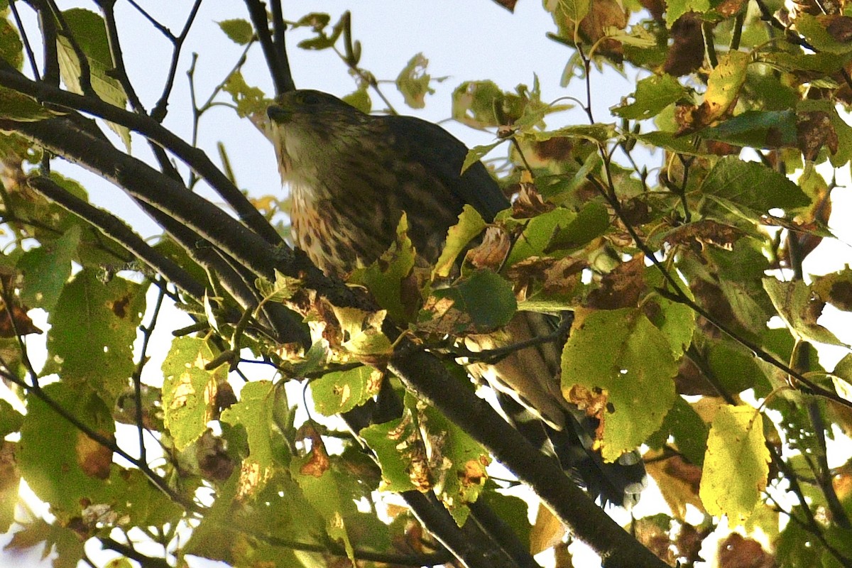 Merlin - ML642412356