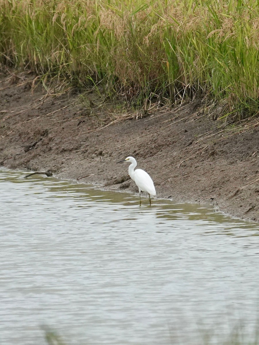 Snowy Egret - ML642412357