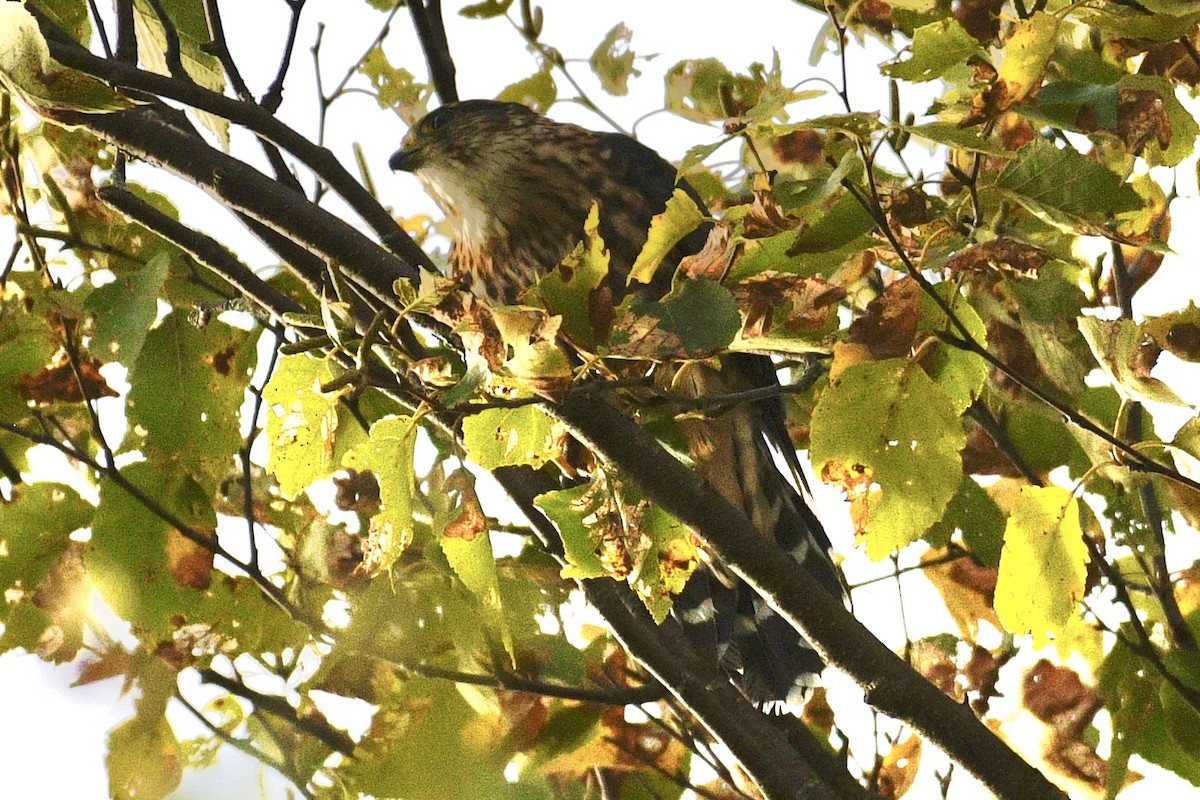 Merlin - ML642412358
