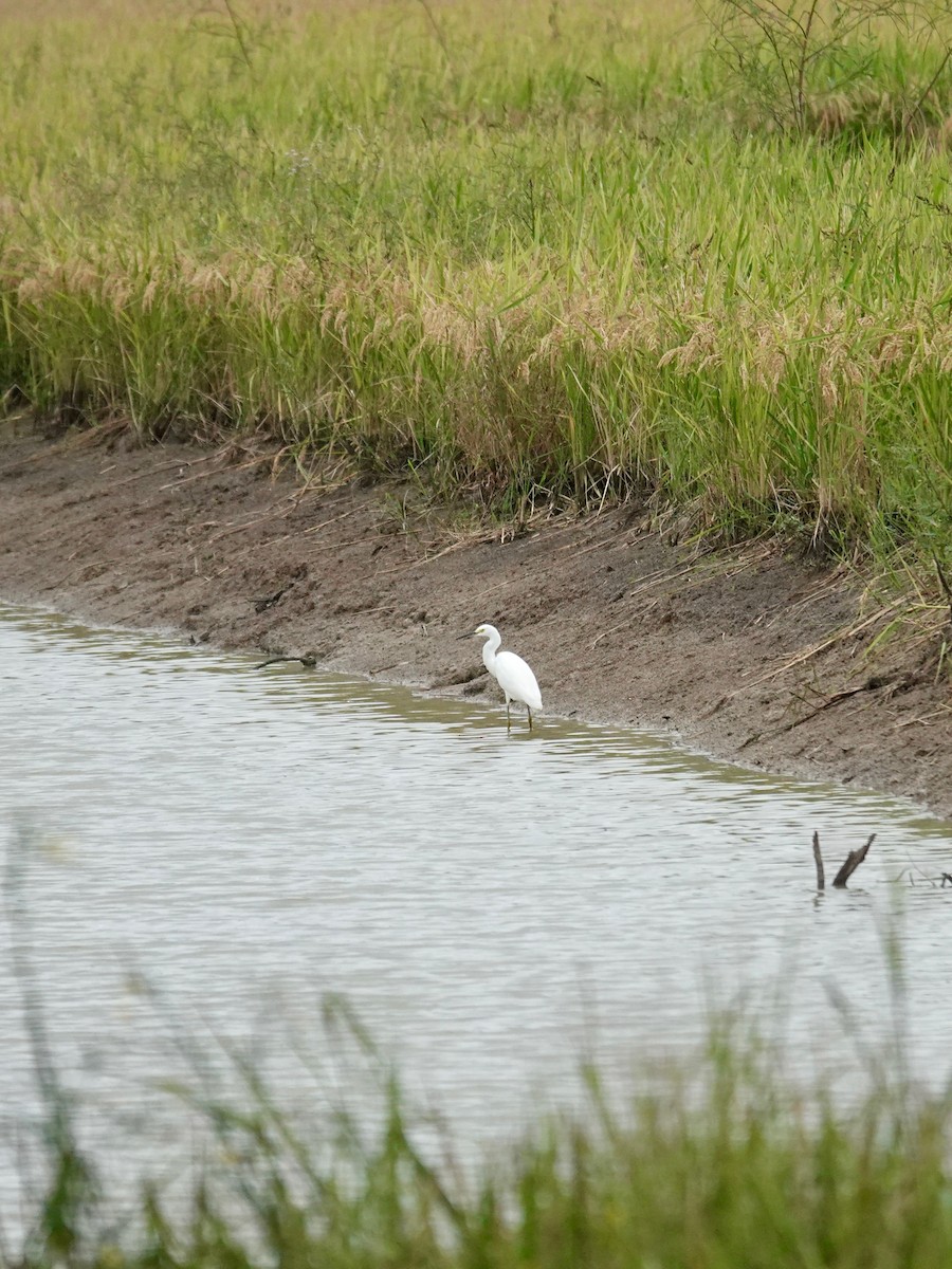 Snowy Egret - ML642412359