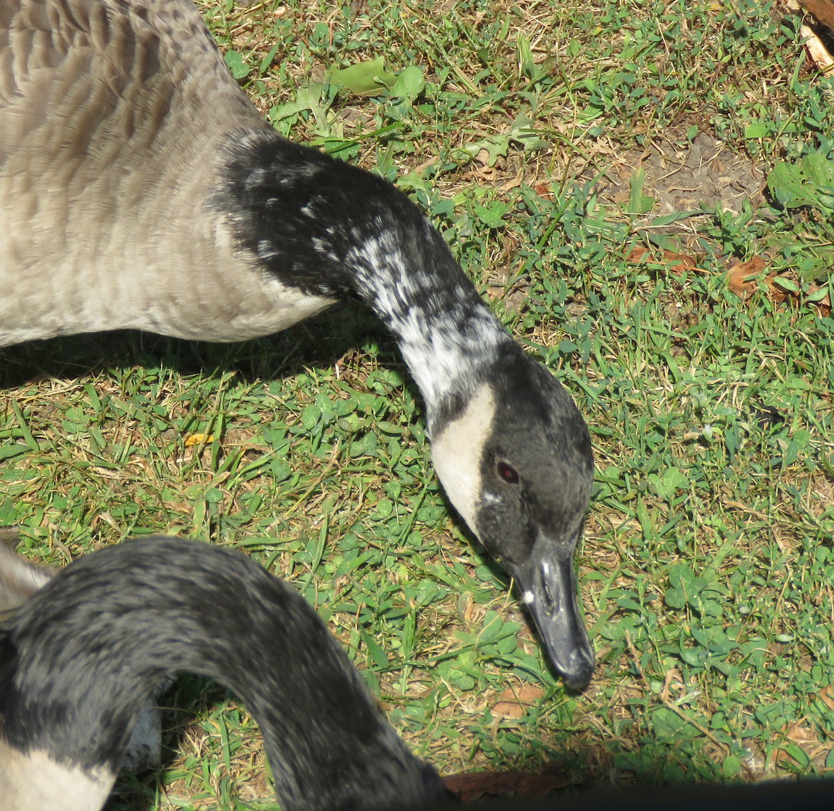 Canada Goose - ML642412360