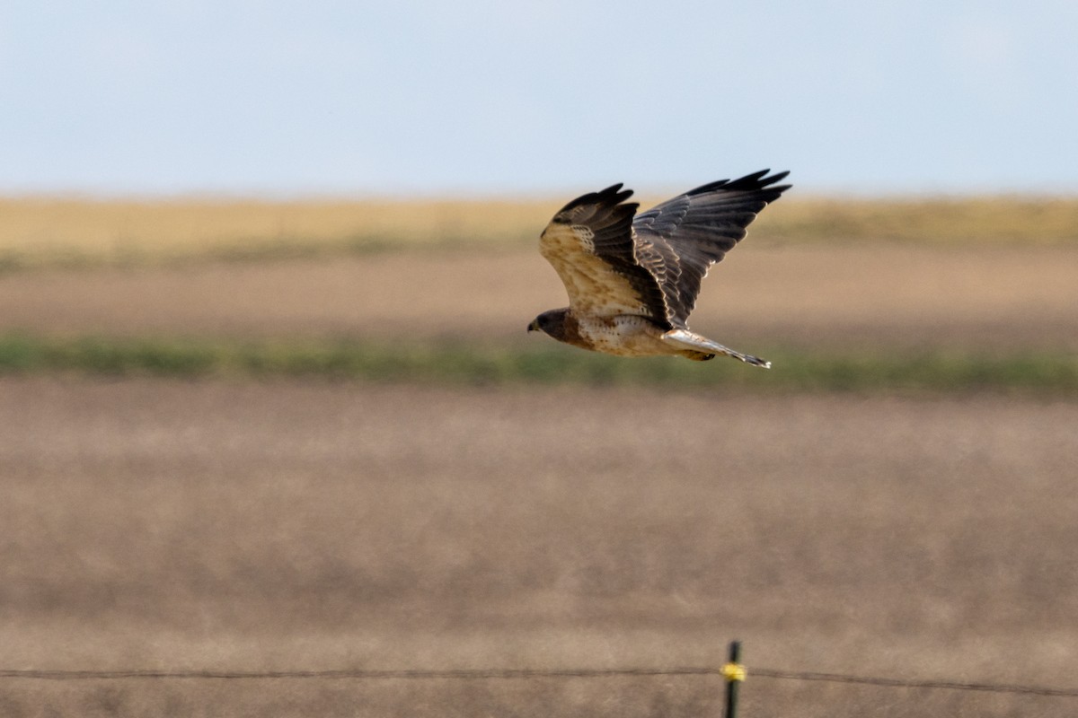 Swainson's Hawk - ML642412361
