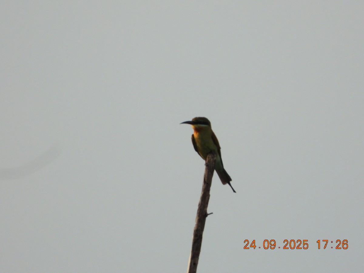Blue-tailed Bee-eater - ML642412362