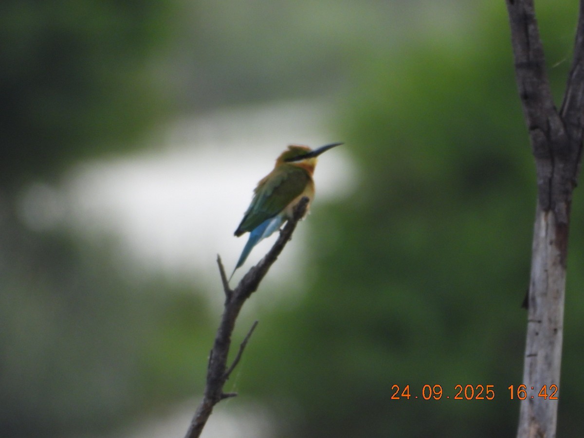 Blue-tailed Bee-eater - ML642412363