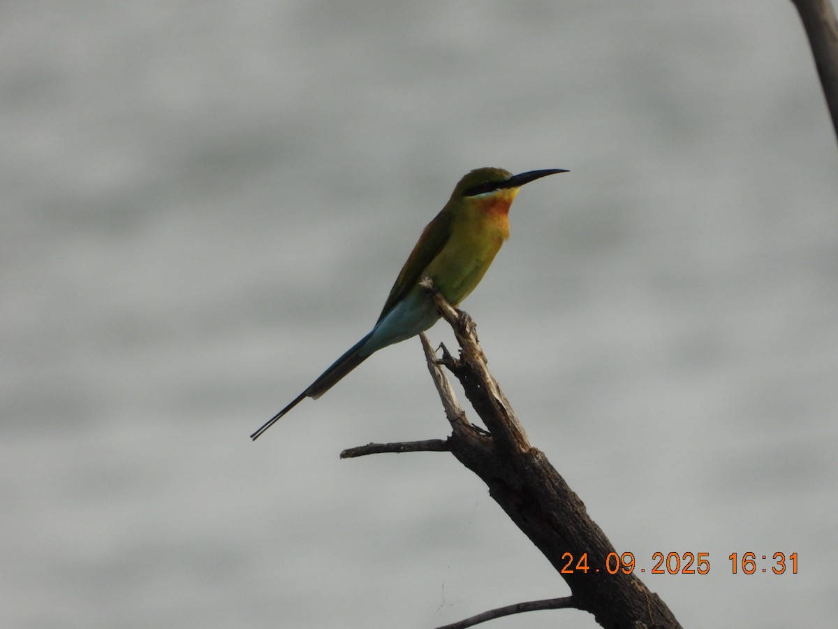 Blue-tailed Bee-eater - ML642412364