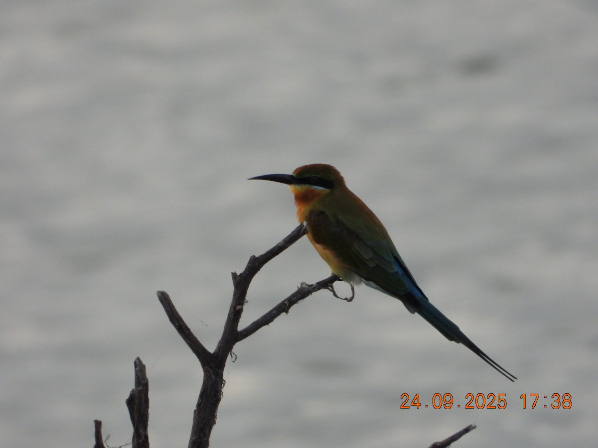 Blue-tailed Bee-eater - ML642412365