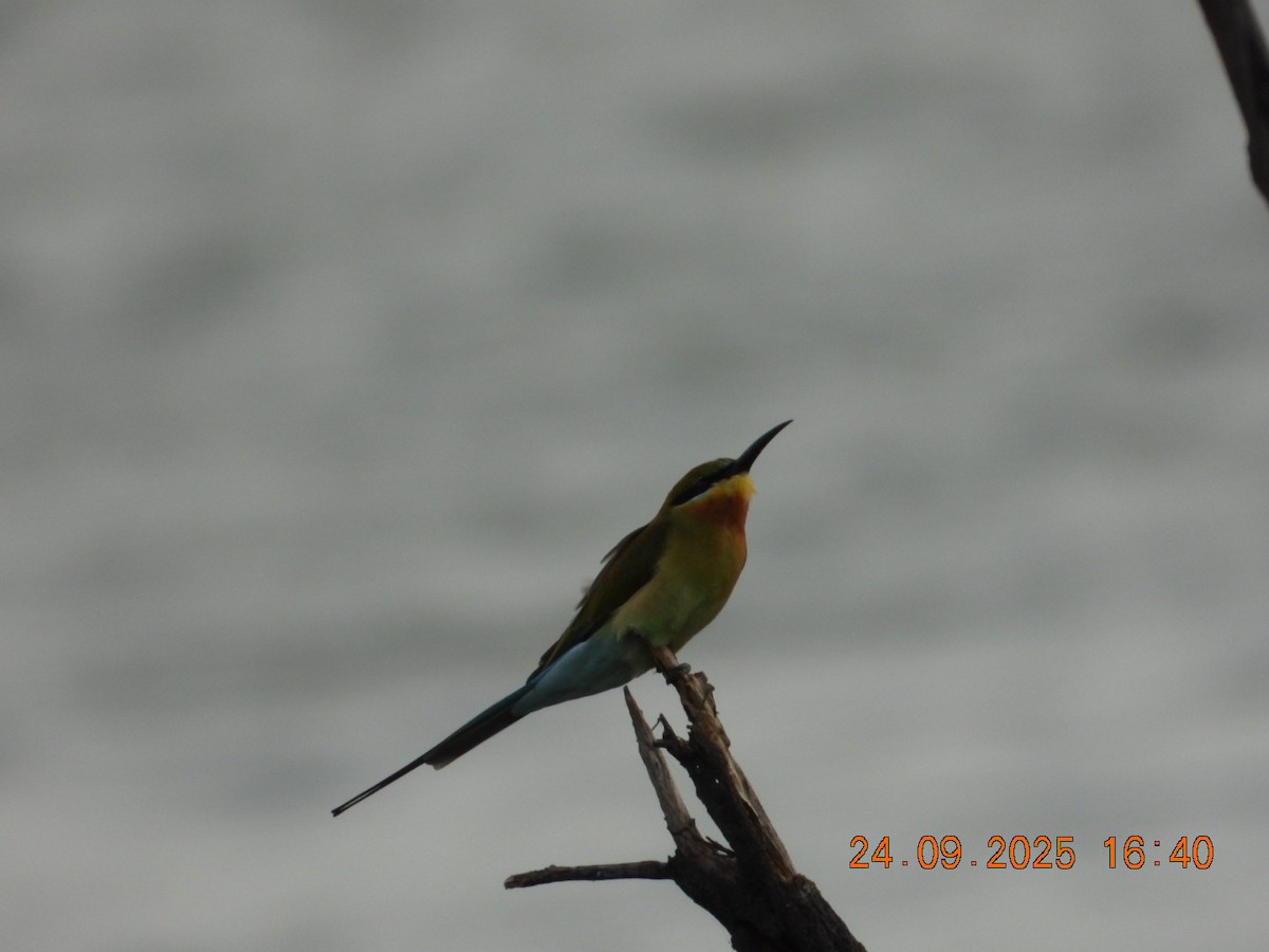 Blue-tailed Bee-eater - ML642412366