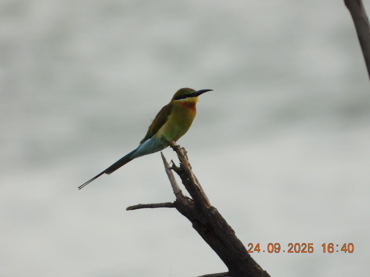 Blue-tailed Bee-eater - ML642412367