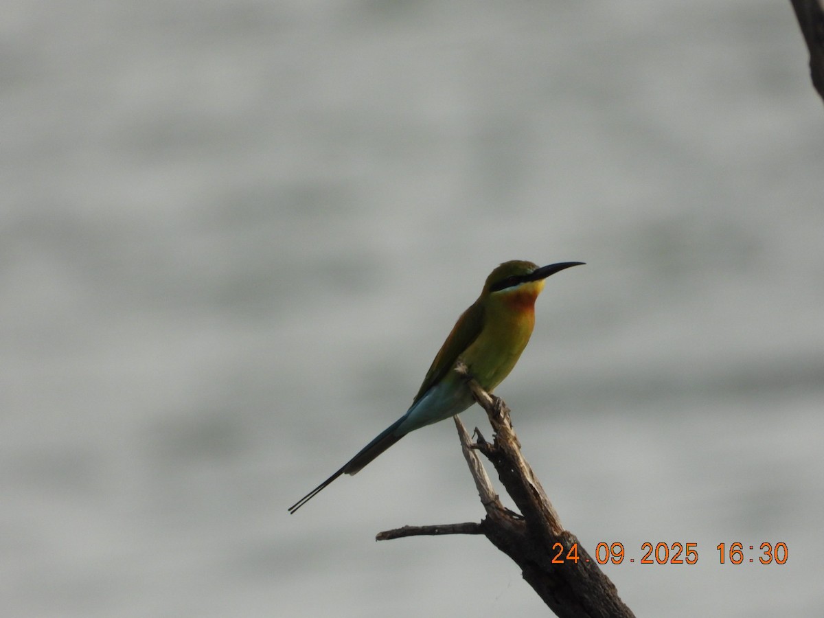 Blue-tailed Bee-eater - ML642412368