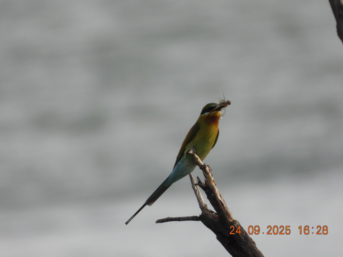 Blue-tailed Bee-eater - ML642412369