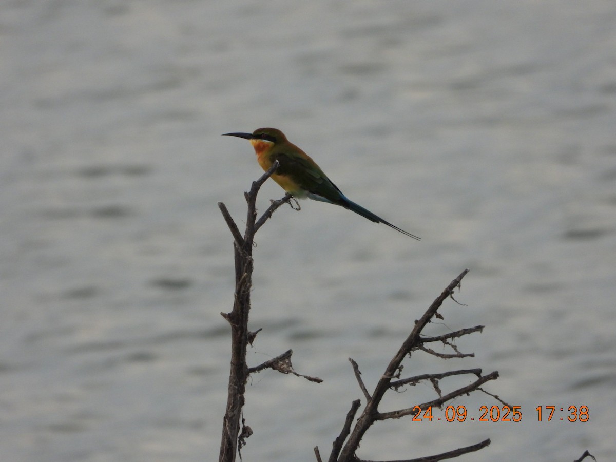 Blue-tailed Bee-eater - ML642412370