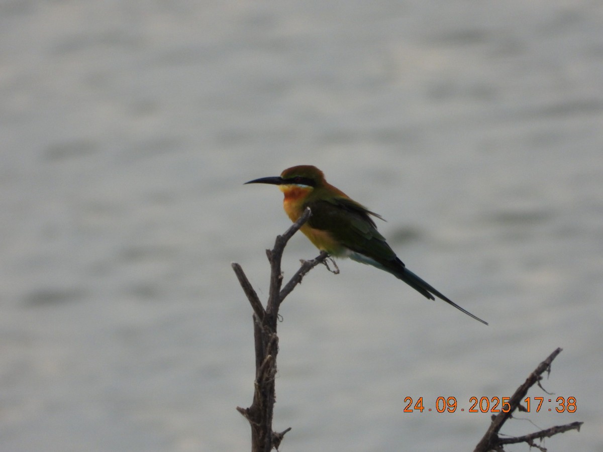 Blue-tailed Bee-eater - ML642412371