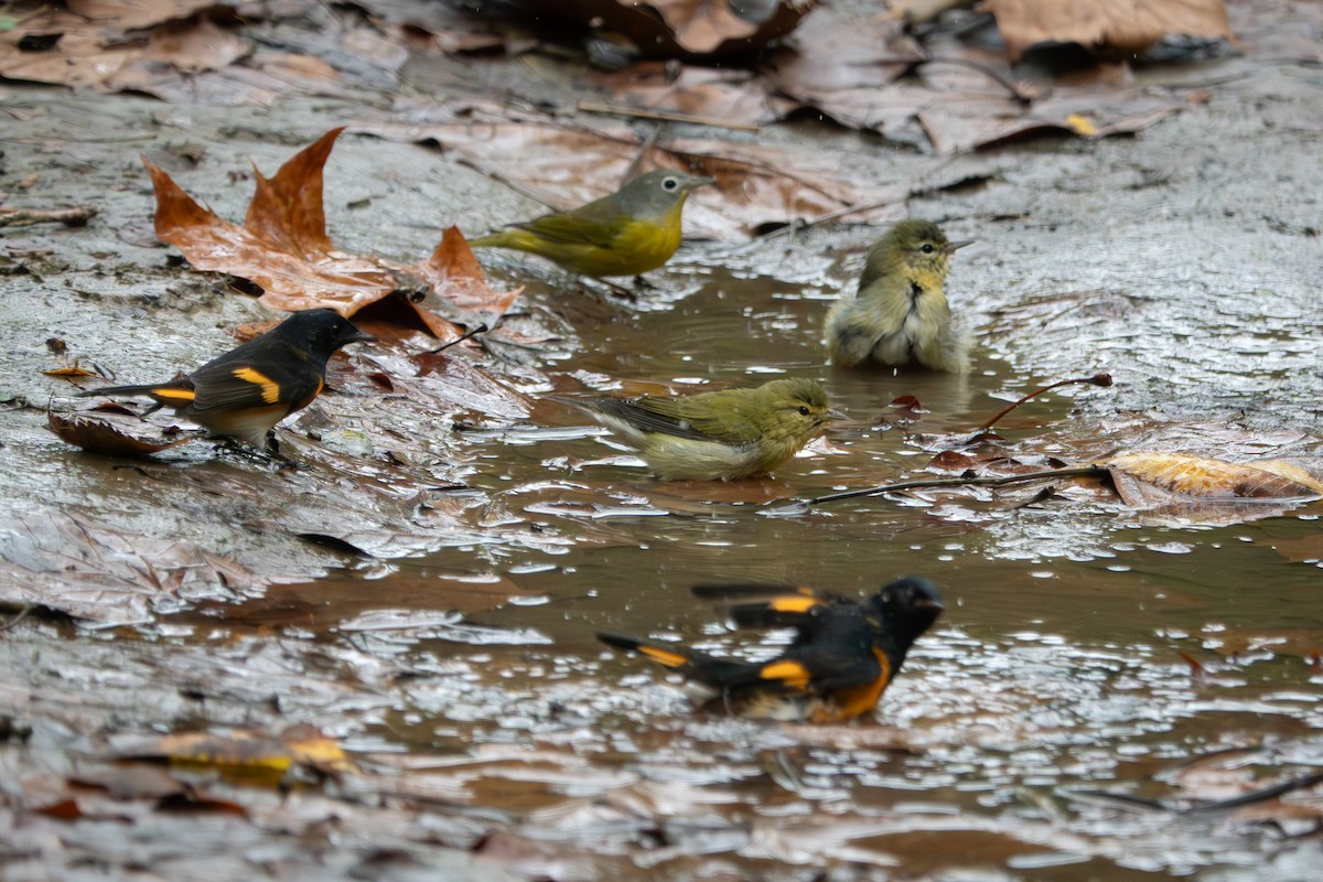 Nashville Warbler - ML642412372