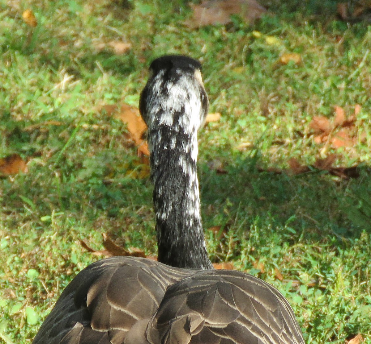 Canada Goose - ML642412373