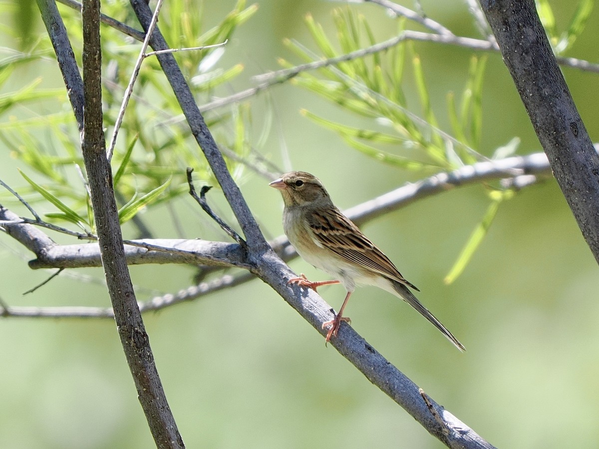 Chipping Sparrow - ML642412375
