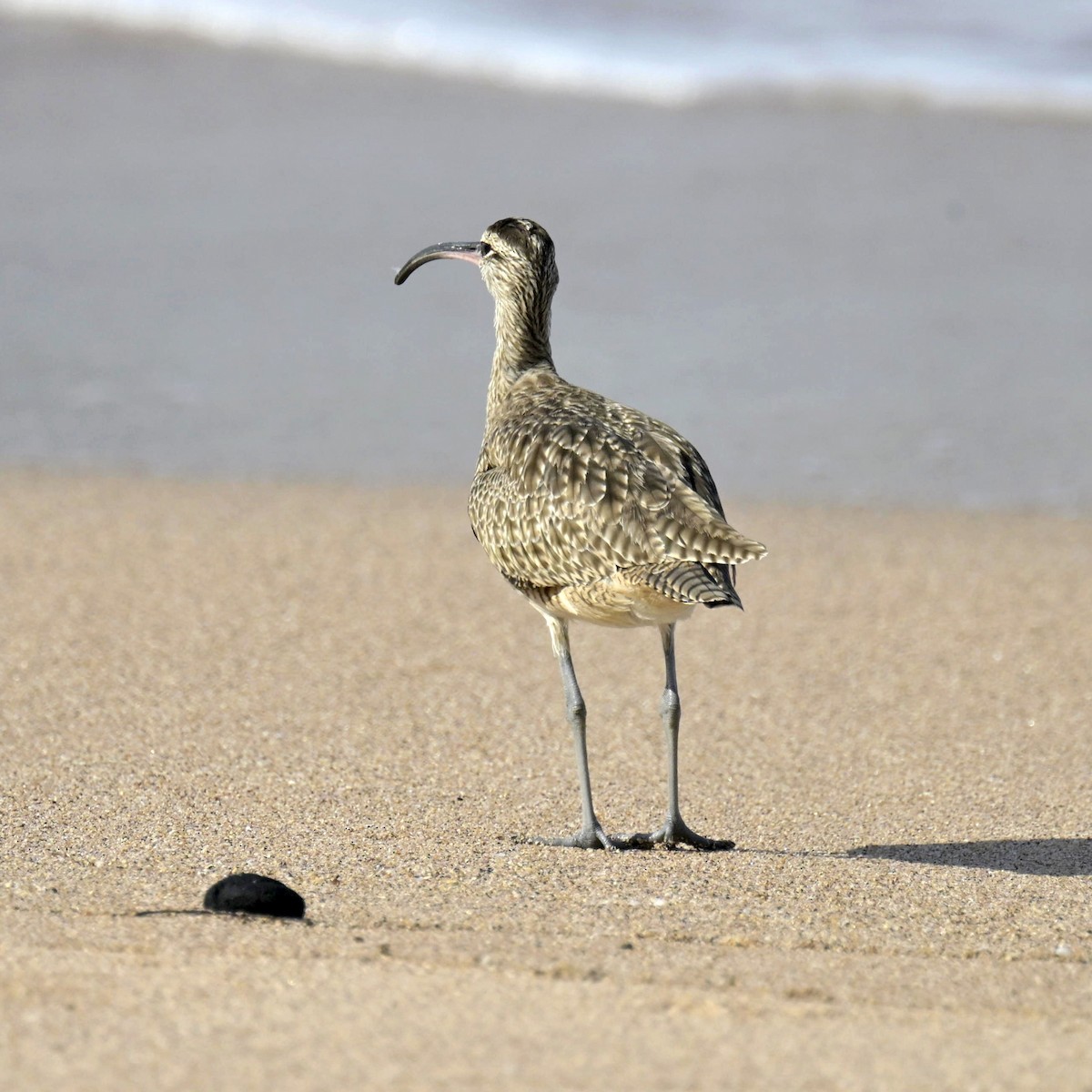 Whimbrel - ML642412377