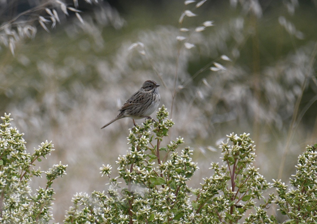Lincoln's Sparrow - ML642412378