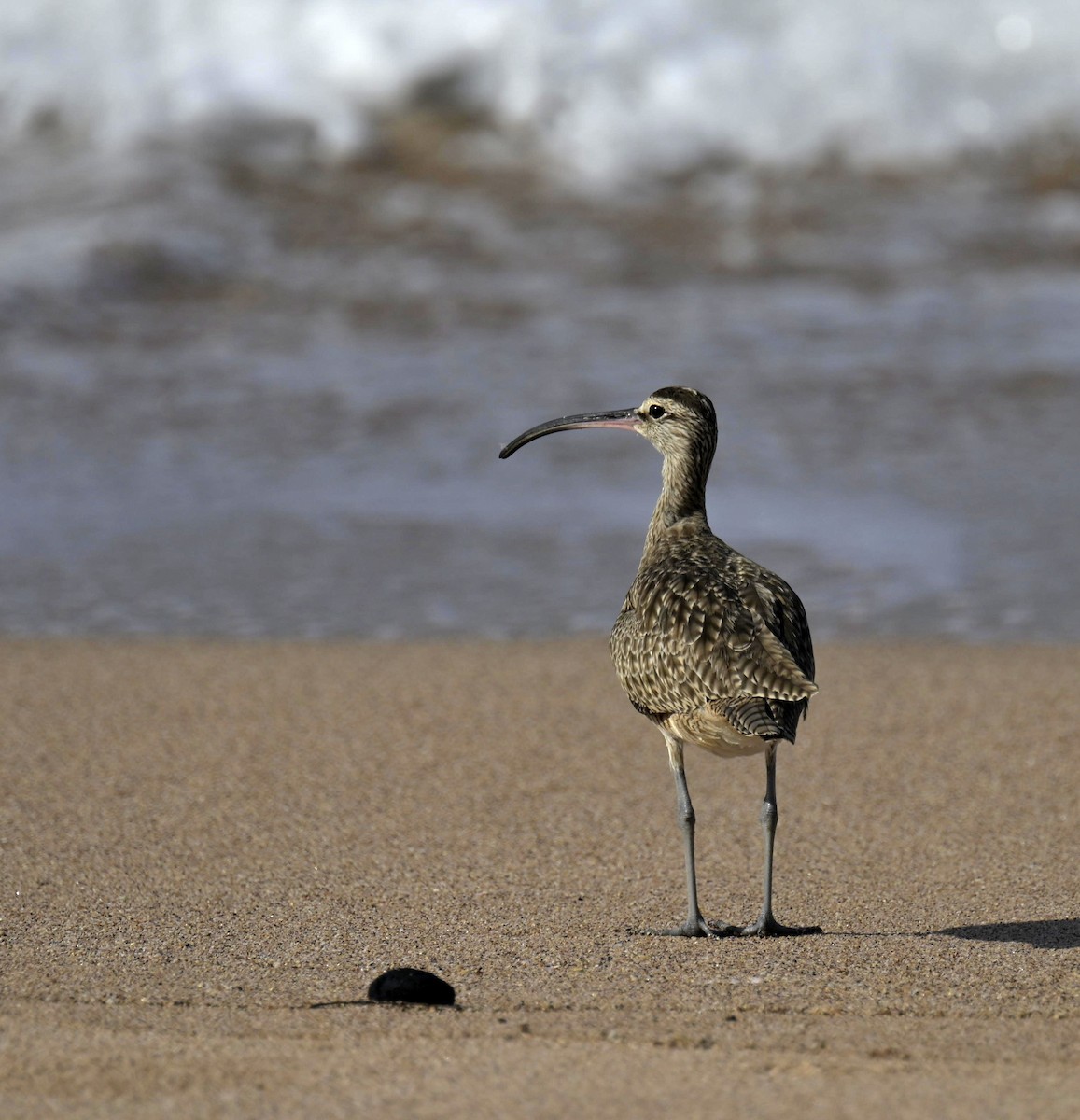 Whimbrel - ML642412379