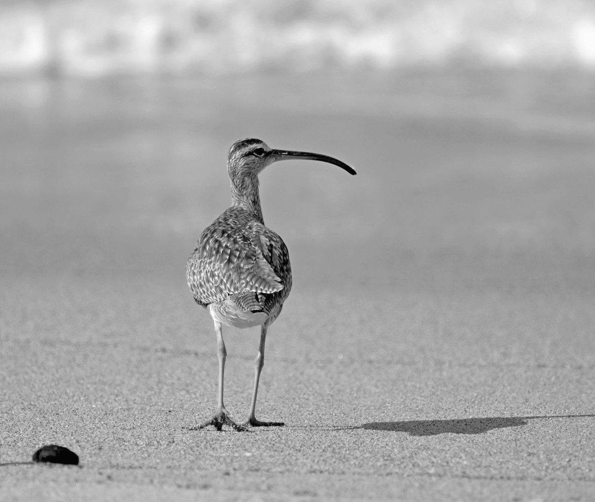 Whimbrel - ML642412380