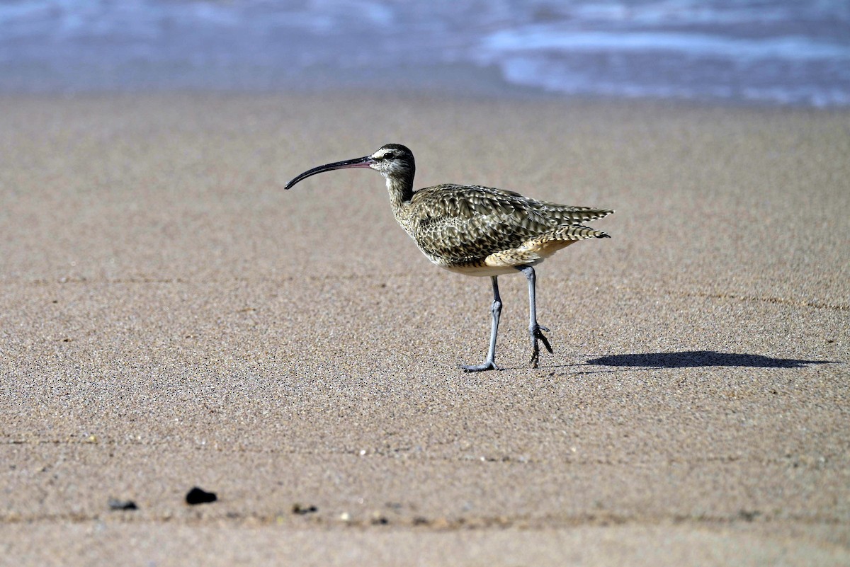 Whimbrel - ML642412383