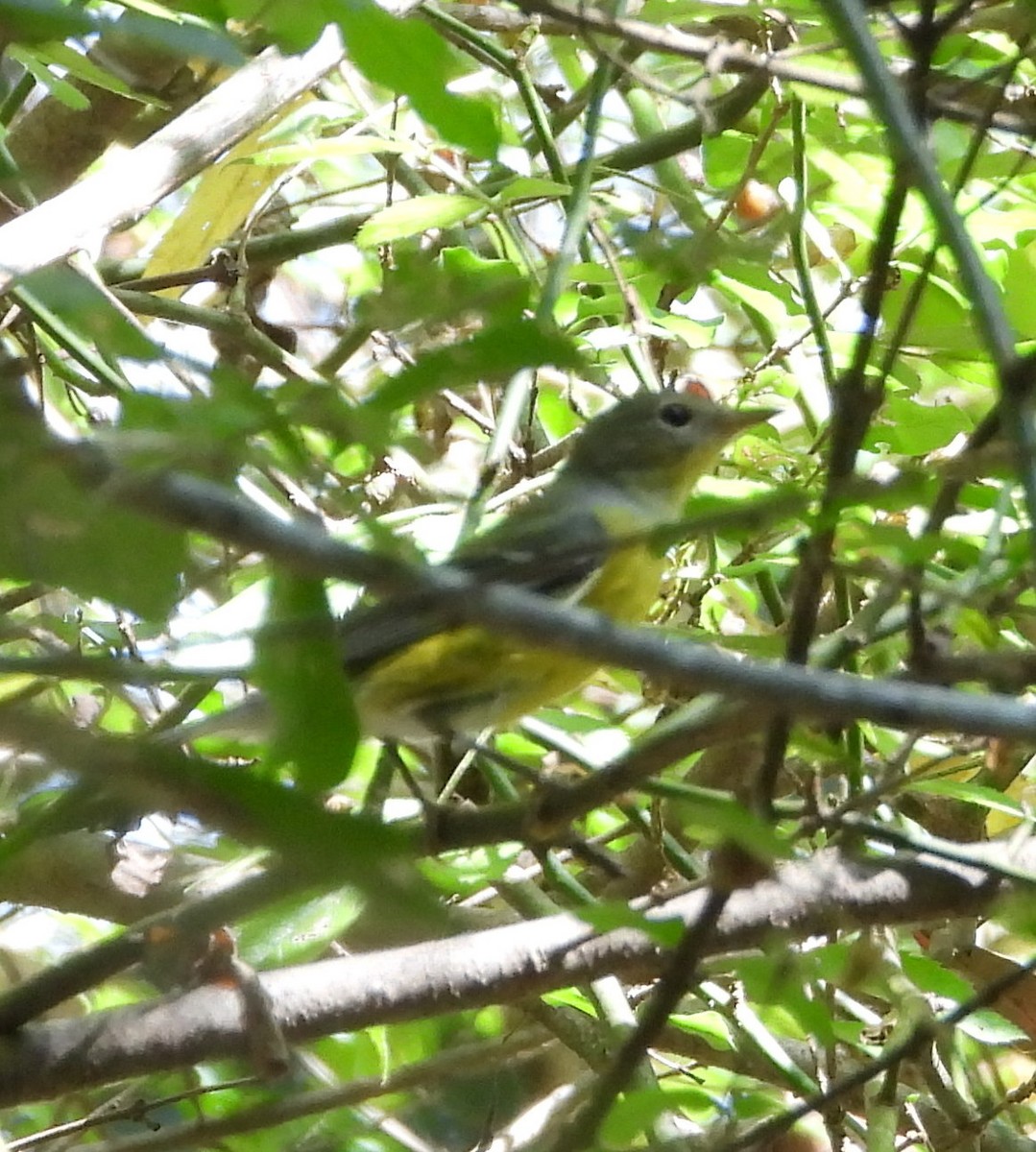 Magnolia Warbler - ML642412384