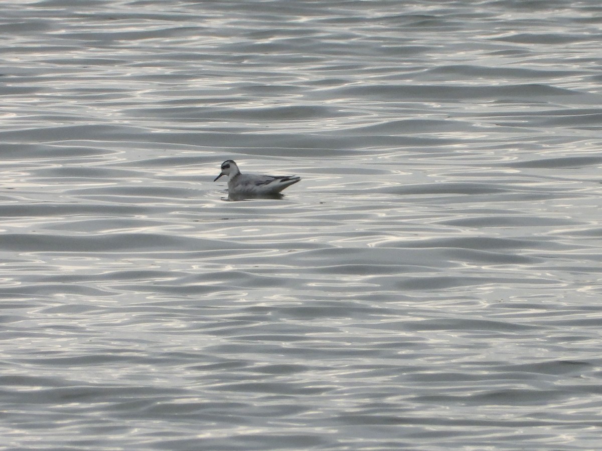 Phalarope à bec large - ML642412397