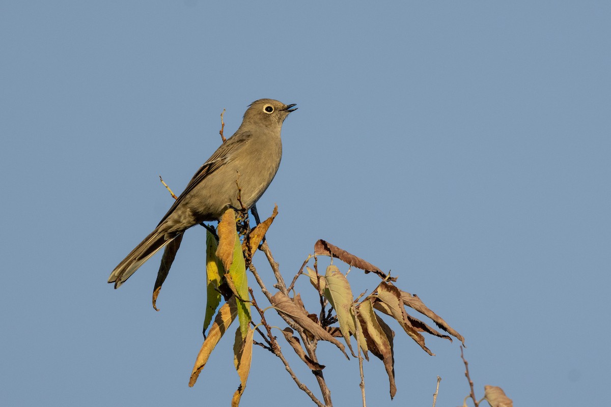 Townsend's Solitaire - ML642412423
