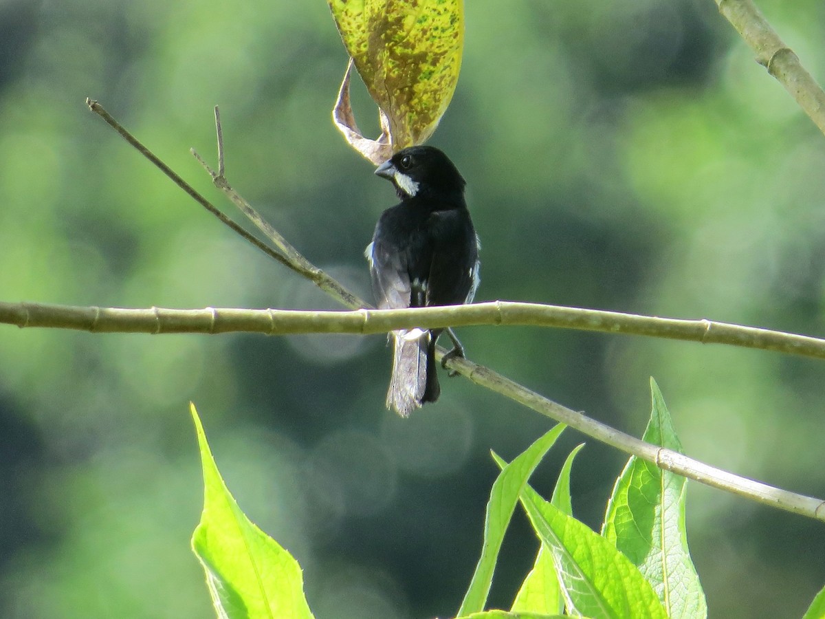 Lesson's Seedeater - ML642412459