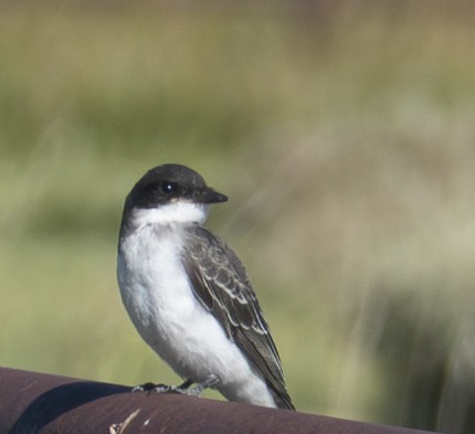 Eastern Kingbird - ML642412470