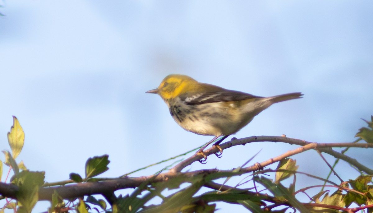 grønnparula - ML642412479