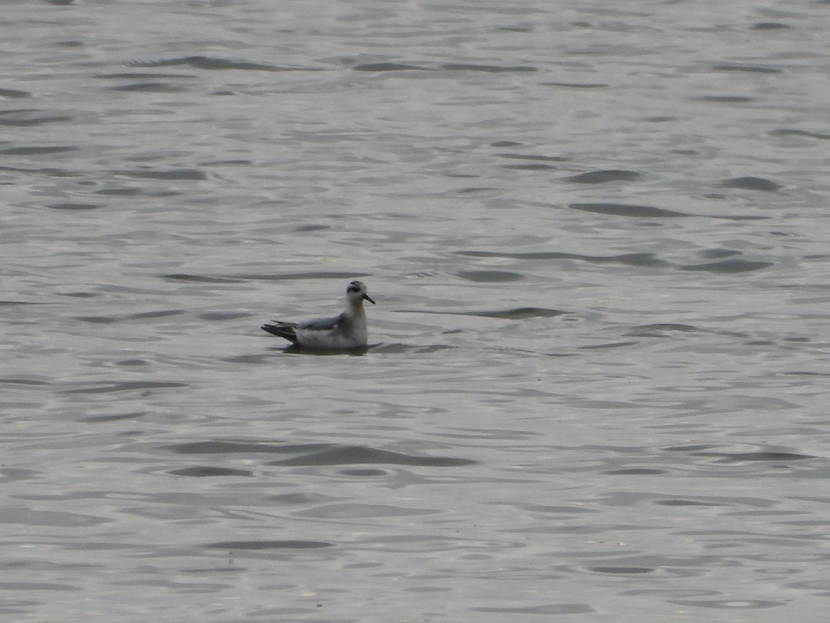 Phalarope à bec large - ML642412492