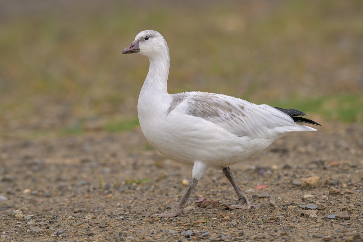 Ross's Goose - ML642412494