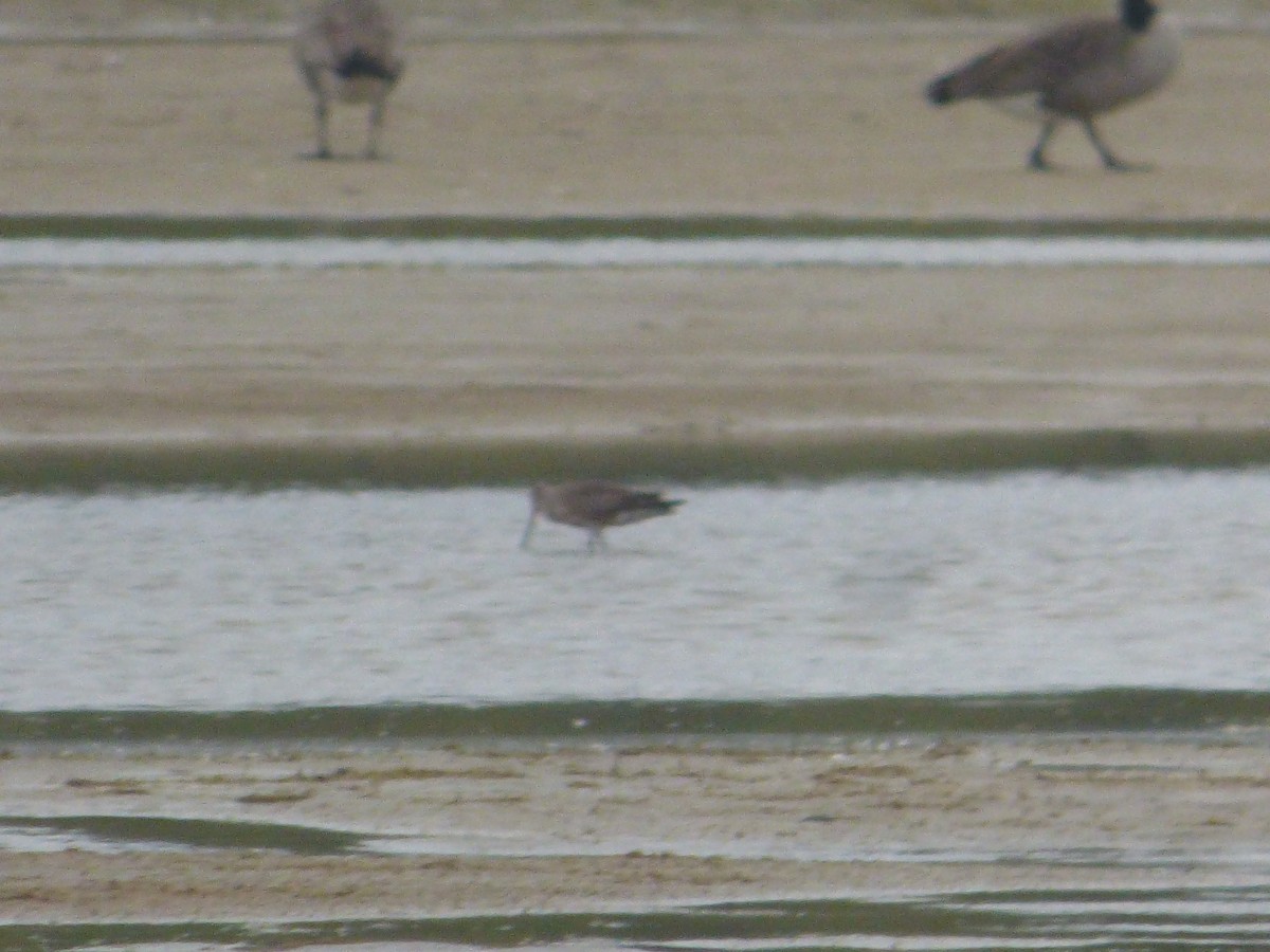 Hudsonian Godwit - ML642412496