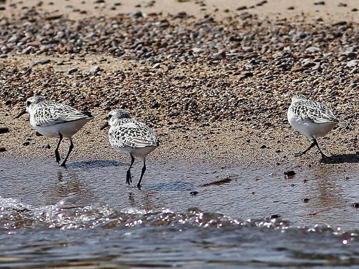 Sanderling - ML642412500