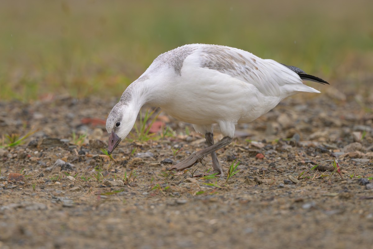 Ross's Goose - ML642412511