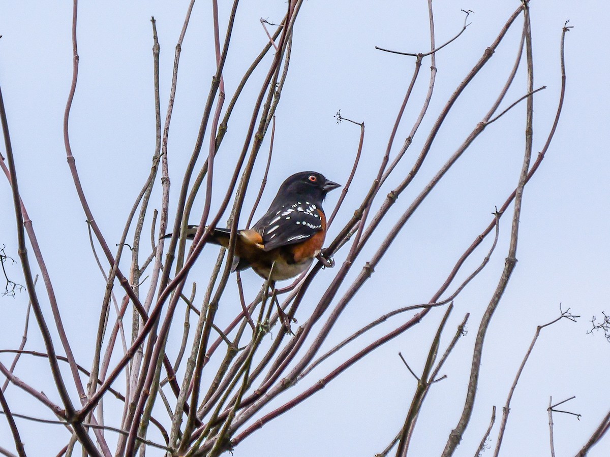 Spotted Towhee - ML642412512