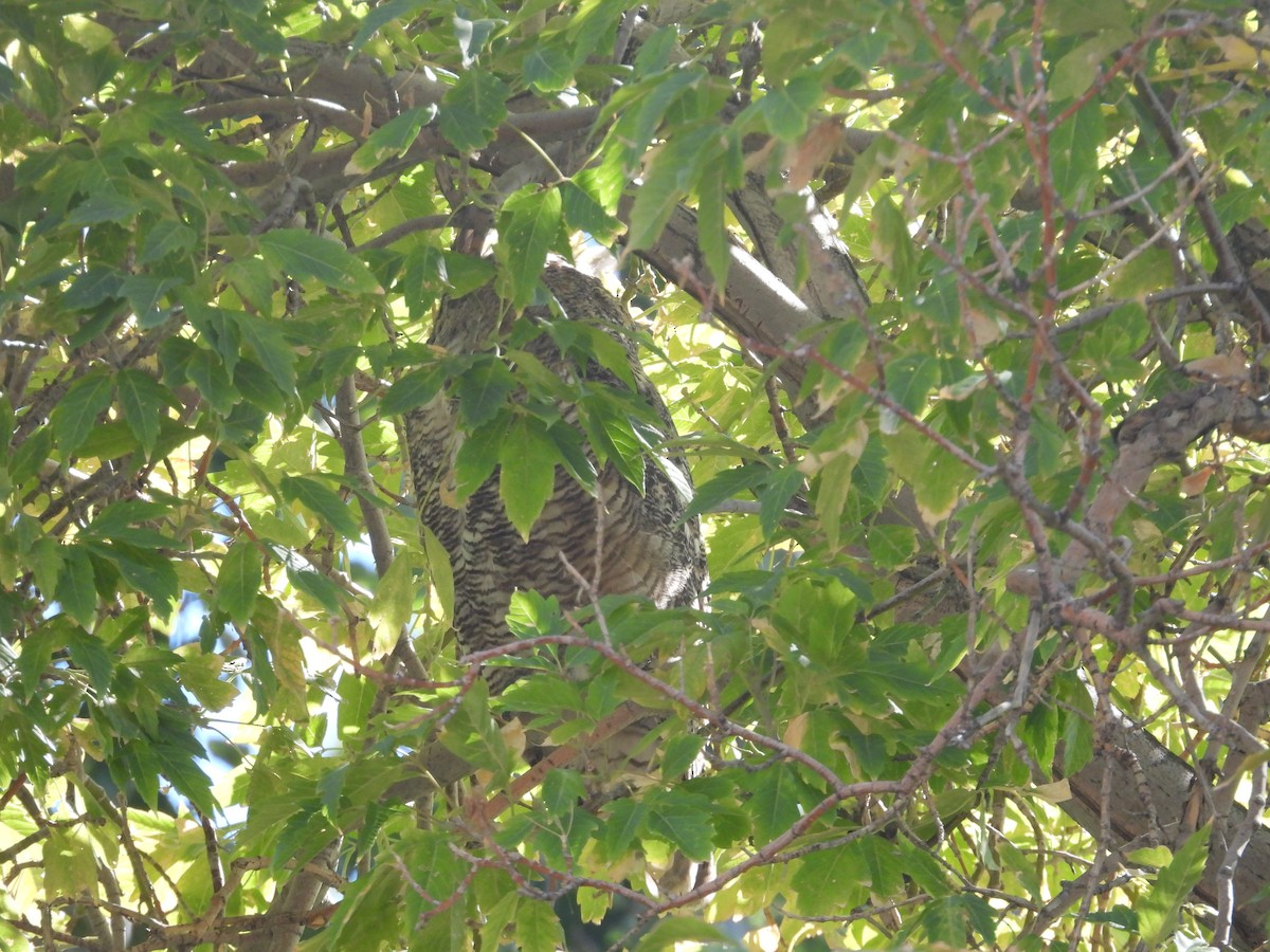Great Horned Owl - ML642412518