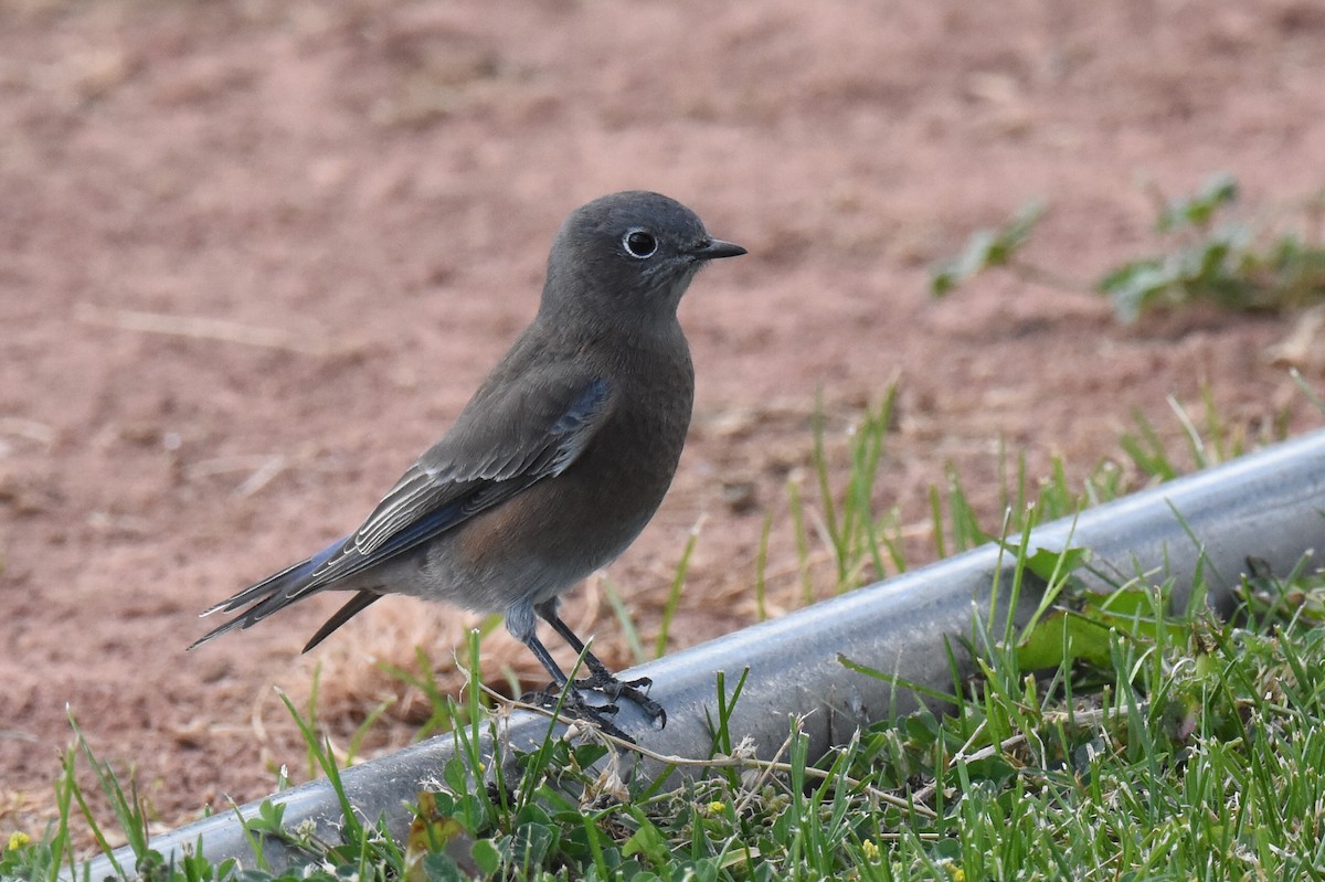 Western Bluebird - ML642412524